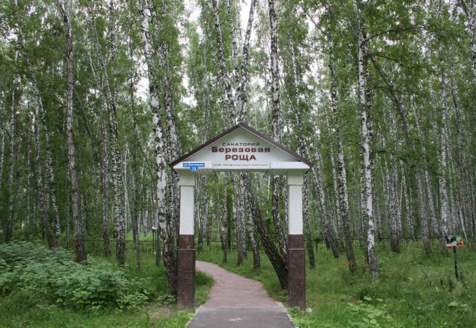 Березовая роща
