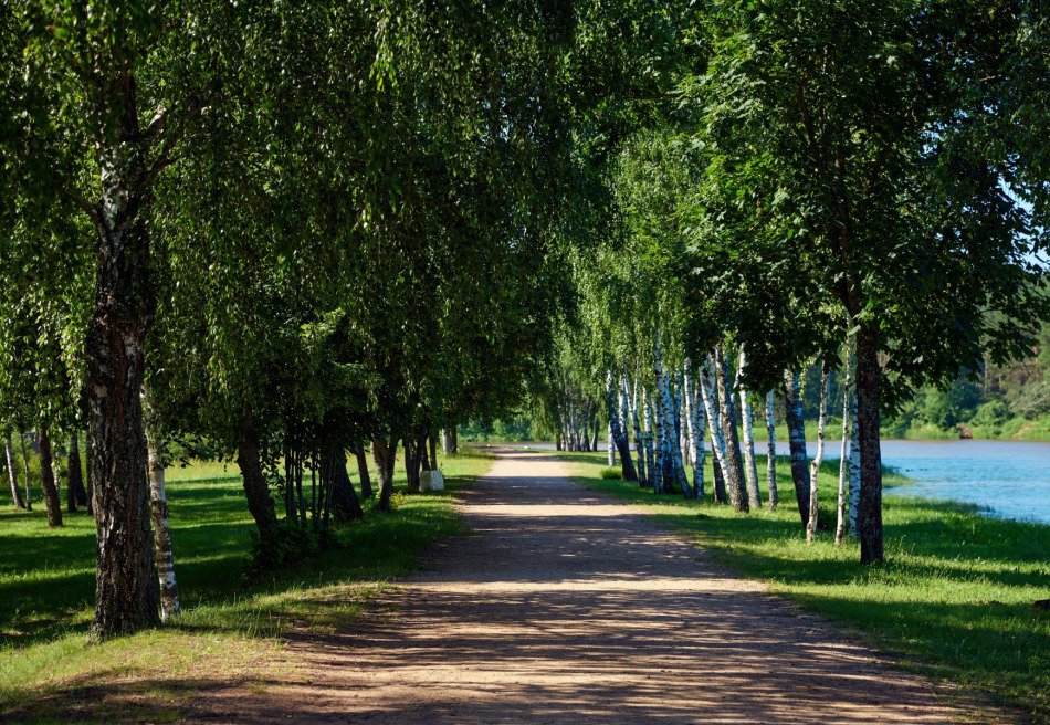 Сосновый бор, Минская область